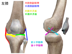 膝関節　靭帯