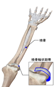 橈骨輪状靭帯